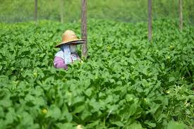 Specialize in agriculture, subsidi kerajaan and food production. Department Of Agriculture Sarawak Official Website
