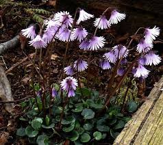 Soldanella Alpina Growing Guide Alpine Snowbell Mountain Tassel Unusual Plants Plants Hardy Perennials