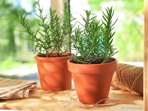 Cây hương thảo dùng để làm gì?