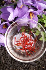 Image Result For Saffron Harvesting Flower Garden Plants Saffron Harvest