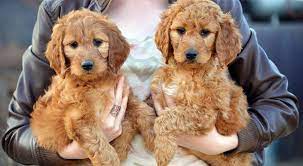 Premium Breeder Of Puppies Irish Doodle Puppies Doodle Puppy