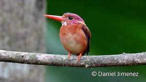 An ultra rare beautiful bird, threatened with extinction. Ml201652351 Sulawesi Dwarf Kingfisher Sulawesi Macaulay Library