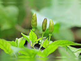 Curry leaves boost the restoration process of the scalp which opens up the clogged hair follicles and allow them to breathe. Health Benefits Of Curry Leaves Lower Cholesterol Black Hair Healthy Digestion Etc Curry Leaves Benefits