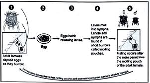 Image result for Sarcoptes scabiei life cycle