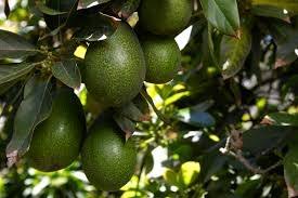 How often do avocado trees bear fruit? How Long Does An Avocado Tree Take To Bear Fruit Quora