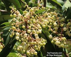 Image result for Andrachne