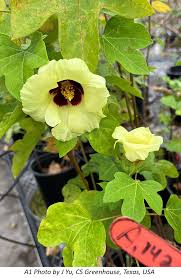 Image result for Gossypioides kirkii