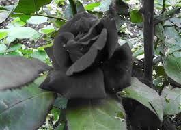 الزهرة السوداء من الزهور النادرة المرسال