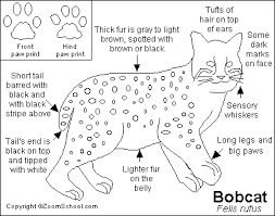 Tpwd kids color the bobcat. Bobcat Printout Enchantedlearning Com