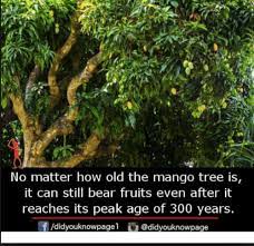 I normally prune my mango tree once per year with the main focus being on pinching the top growth as doing this encourages it to grow out like a bush rather than up. How Long Does A Mango Tree Produce Fruit Quora