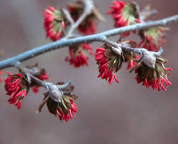 Image result for Pearsonia cajanifolia