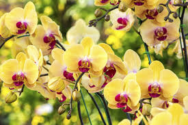 36 centimetri foglia di durata: Come Coltivare Le Orchidee In Casa Unadonna
