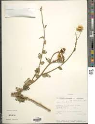 Image result for Anisopappus chinensis