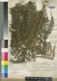 Image result for Pteris linearis