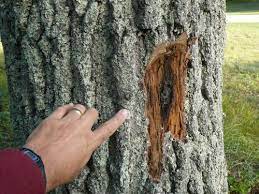 Oak Wilt Disease Msu Extension