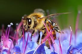 Flower forest, plains, and sunflower plains. Kids Can Help Save The Honey Bees North State Parent Magazine