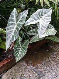 Alocasia Longiloba Complex Tanaman Taman