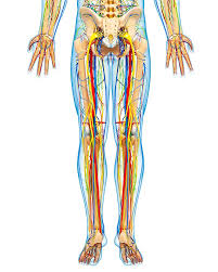 Learn about lower body anatomy physiology with free interactive flashcards. Lower Body Anatomy Photograph By Pixologicstudio Science Photo Library