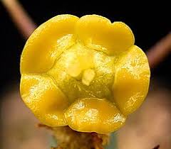 Image result for Euphorbia clavigera