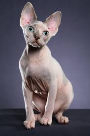 In AtenÈ›ia Iubitorilor De Feline Vezi Care Sunt Cele Mai Scumpe Pisici Din Lume Ea Md