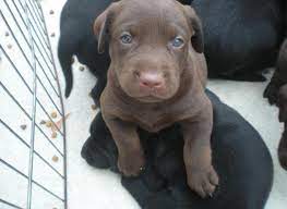 We did not find results for: Akc Chocolate Lab Puppies For Sale In Cleveland Texas Classified Americanlisted Com