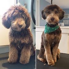 We did not find results for: Teddy Bear Haircut Labradoodle Novocom Top