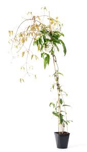 Check spelling or type a new query. Waldrebe Apple Blossom Clematis Armandii Apple Blossom Gunstig Online Kaufen