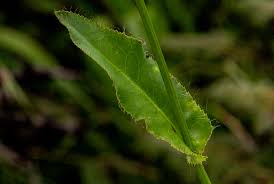 Image result for Alepidea