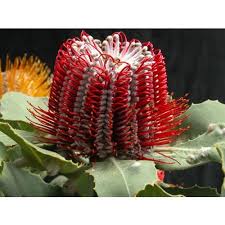 Banksia Flower Quotes Best Flower Wallpaper
