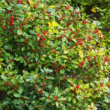 Bushes or shrubs with red berries there are many shrubs or large bushes with red berries that look amazing in any landscape. Spring Hill Nurseries 4 In Pot Southern Gentleman Winterberry Ilex Live Evergreen Plant White Flowers Give Way To Red Berries 1 Pack 67458 The Home Depot