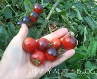 Image result for how do you know when midnight snack tomatoes are ripe