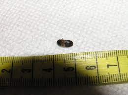 Biting bugs can be insects or insect relatives such as mites and ticks. What Is This Beetle I Keep Finding Inside Of My House 267643 Ask Extension