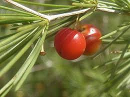 Image result for Asparagus minutiflorus