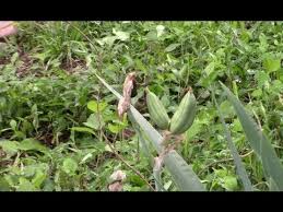 I like to pollinate our irises, and try to come up with new varieties. Iris Seeds Pods 3 Entertains Again Youtube