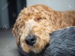 Learn all about labradoodle breed. For A Puppy Cut Your Groomer Cuts Your Little Buddy S Hair The Same Length All Over