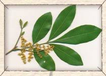 Image result for Secamone parvifolia