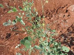 Image result for Indigofera drepanocarpa