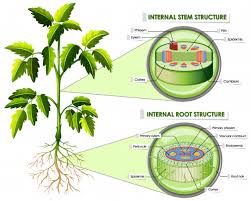 Diagram of the tomato life cycle. Diagram Showing Stem And Root Structure Free Vector Nohat Free For Designer