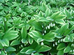 Seems to need a moister, shadier location than some other polygonatums or it will go dormant. Gardening 101 Solomon S Seal Gardenista