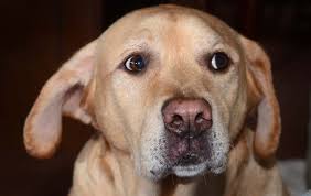 Loyal dog, stayed with deceased owner in woods for more than a day, needs  home