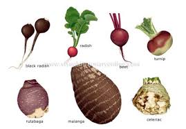 Turnip Vs Parsnip Google Search Vegetable Pictures Root Vegetables Vegetables