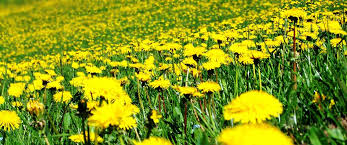 La varietà di colori è il punto forte delle gerbere, fiori di primavera che portano con sè davvero tutti i colori primaverili: Le Erbe Spontanee Nella Cucina Veneta Festival Cucina Veneta