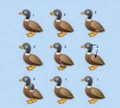 Challenge them to a trivia party! How Many Ducks In The Picture Riddle Here Is Answer To The Social Media Puzzle