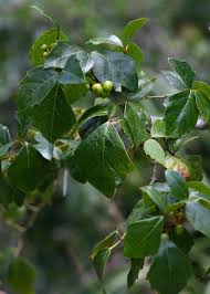 Image result for Rhoicissus