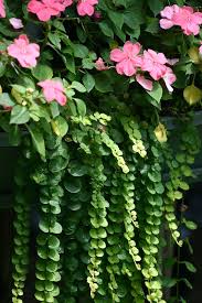 We did not find results for: Shade Loving Plants That Bloom All Summer Live Dan 330 Plants Shade Plants Shade Flowers