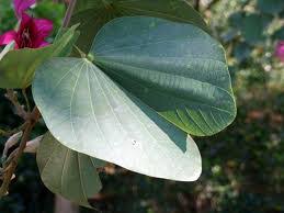 Image result for Behniaceae