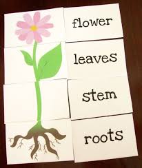 Great Printable Resources Plants Plant Activities Preschool Garden Preschool Activities