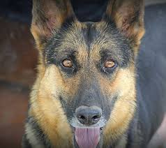 Tier haven rescue, inc was originally incorporated in 1996 under the name ark project, inc and is a long standing member of the animal rescue community in kentucky. Huffaker Kennels German Shepherds Home Facebook