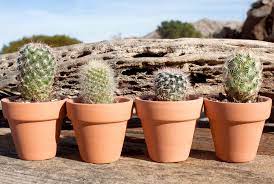 If you'd like us to make a video for you or just give you a shout out, please give. Cactus Mart Cacti Succulents Desert Plant Emporium Morongo Valley Ca