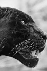 20 Unbelievable Black Panther Photos That Are Not Photoshopped Animals Animals Beautiful Beautiful Cats